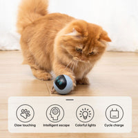Electronic Kitten Ball